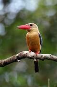 Stork-billed Kingfisher