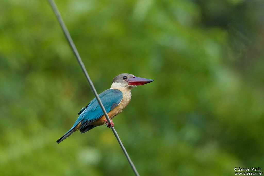 Stork-billed Kingfisheradult