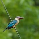 Martin-chasseur gurial