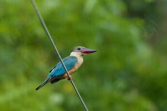 Martin-chasseur gurial