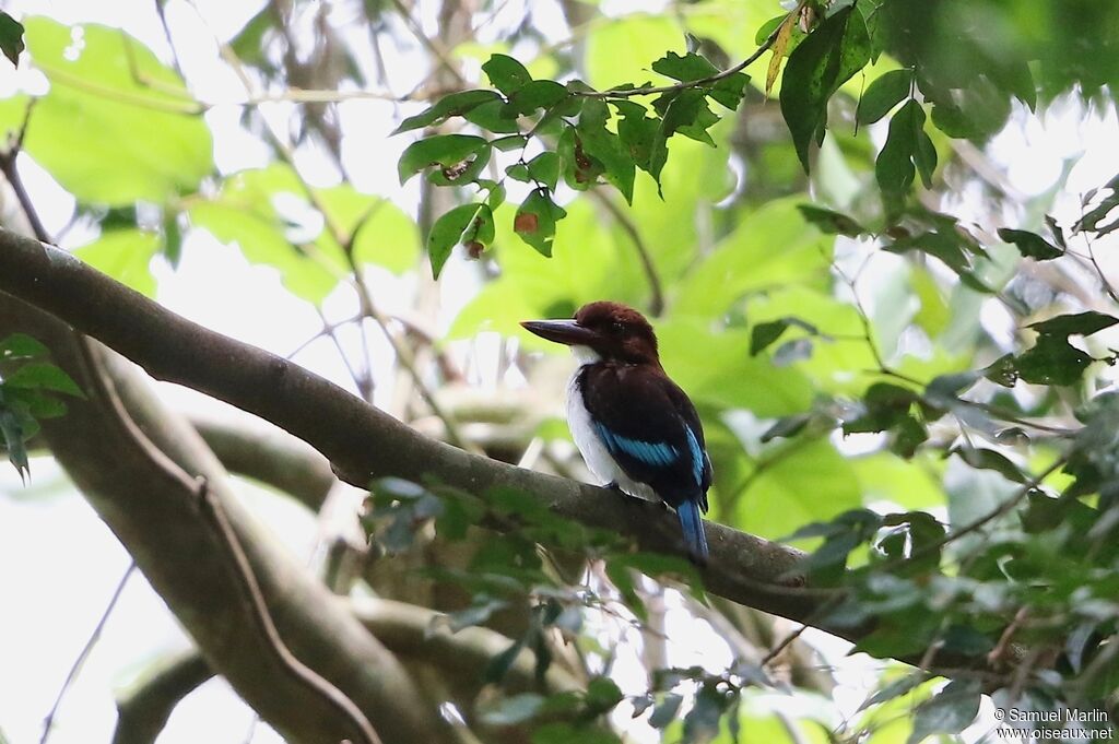 Chocolate-backed Kingfisheradult