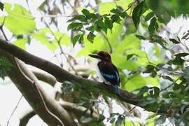 Chocolate-backed Kingfisher