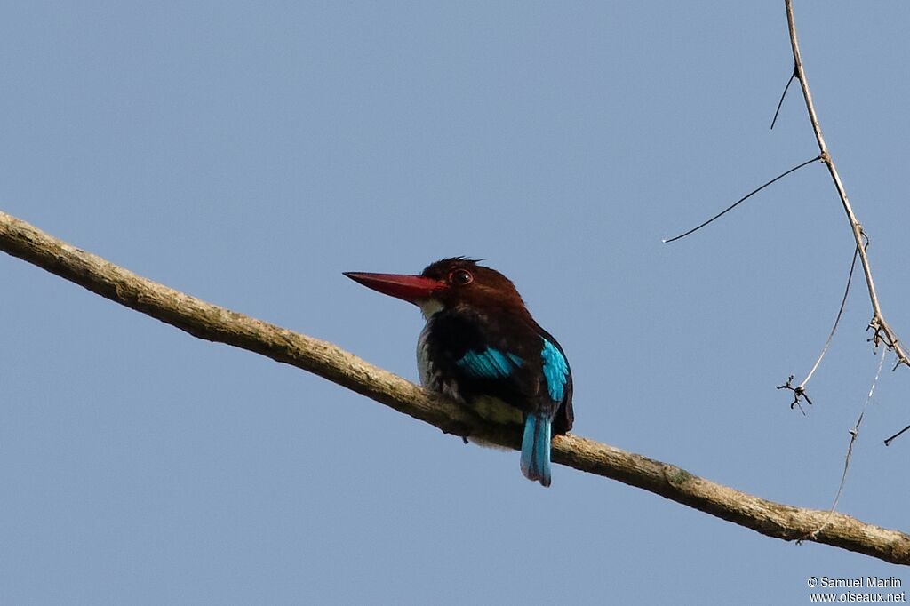 Chocolate-backed Kingfisheradult