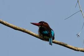 Chocolate-backed Kingfisher