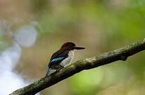 Martin-chasseur marron