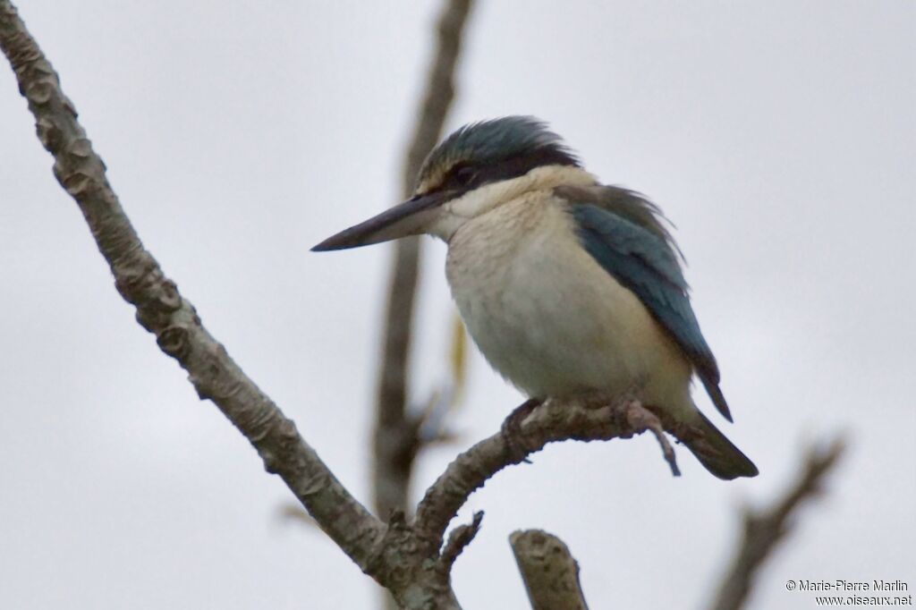 Sacred Kingfisheradult