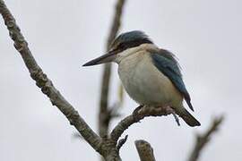 Sacred Kingfisher