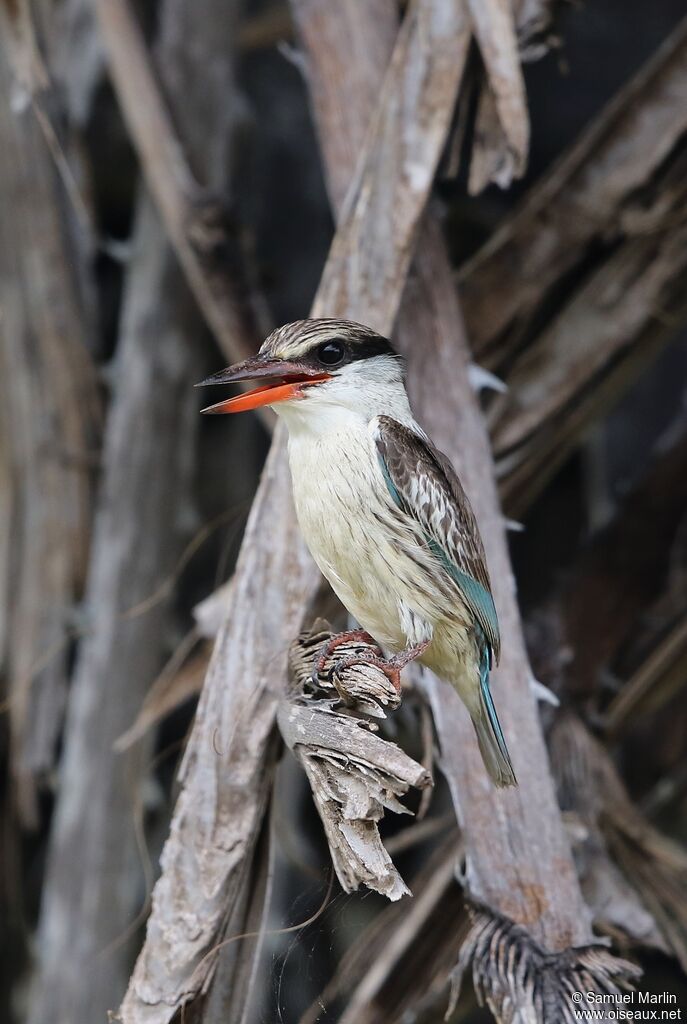 Striped Kingfisheradult