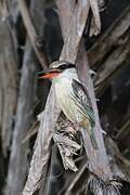 Striped Kingfisher