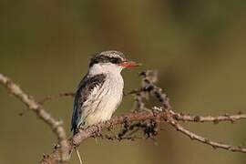 Striped Kingfisher