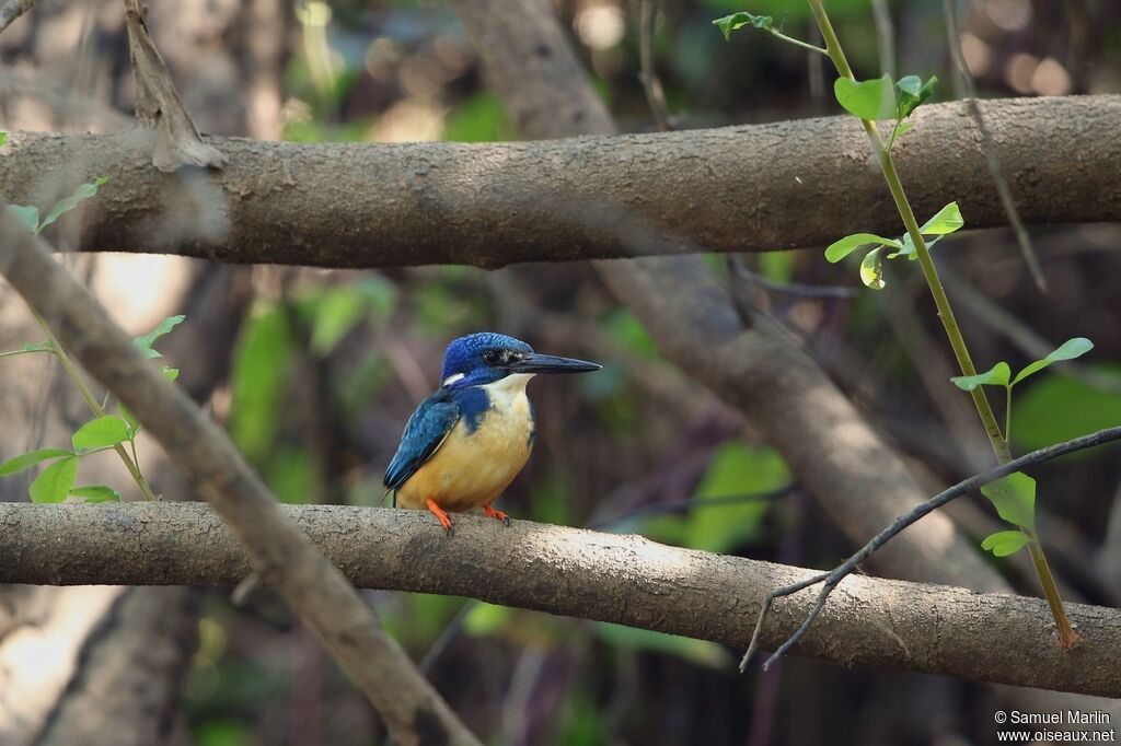 Half-collared Kingfisheradult