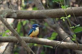 Half-collared Kingfisher