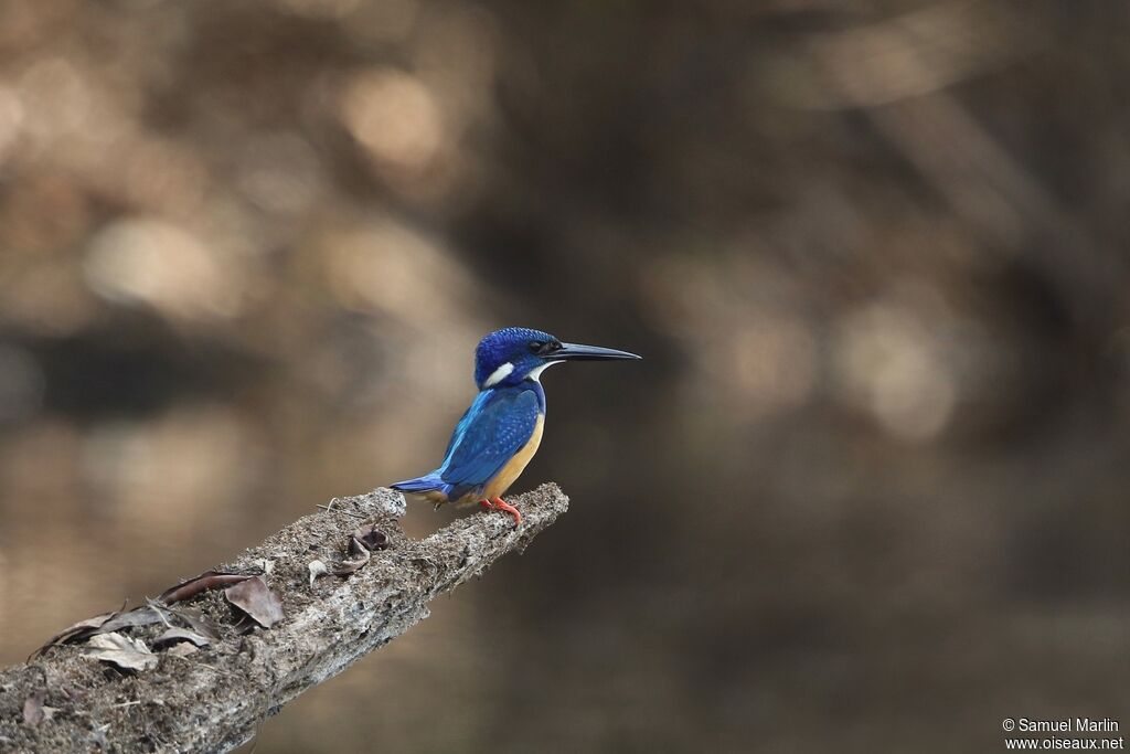 Half-collared Kingfisheradult