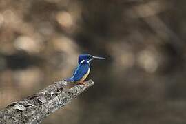 Half-collared Kingfisher