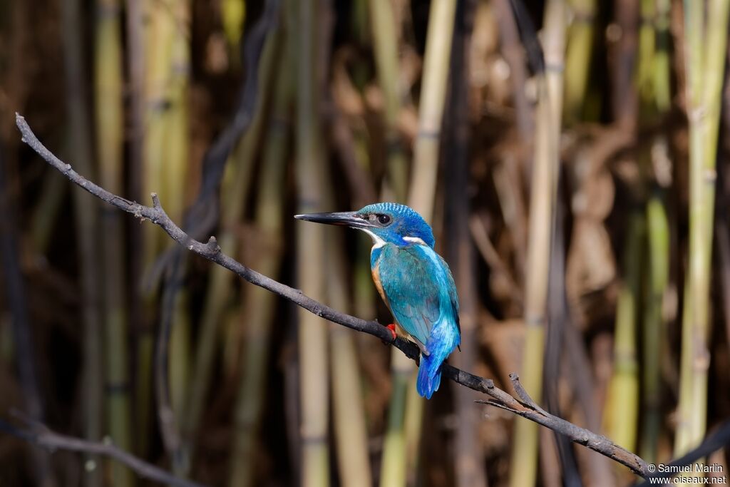 Half-collared Kingfisheradult