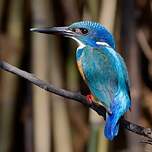 Martin-pêcheur à demi-collier