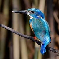 Martin-pêcheur à demi-collier