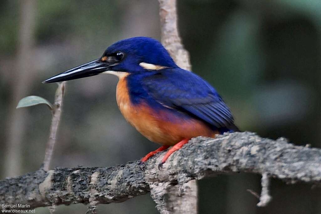 Azure Kingfisheradult breeding, identification