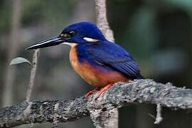 Martin-pêcheur à dos bleu