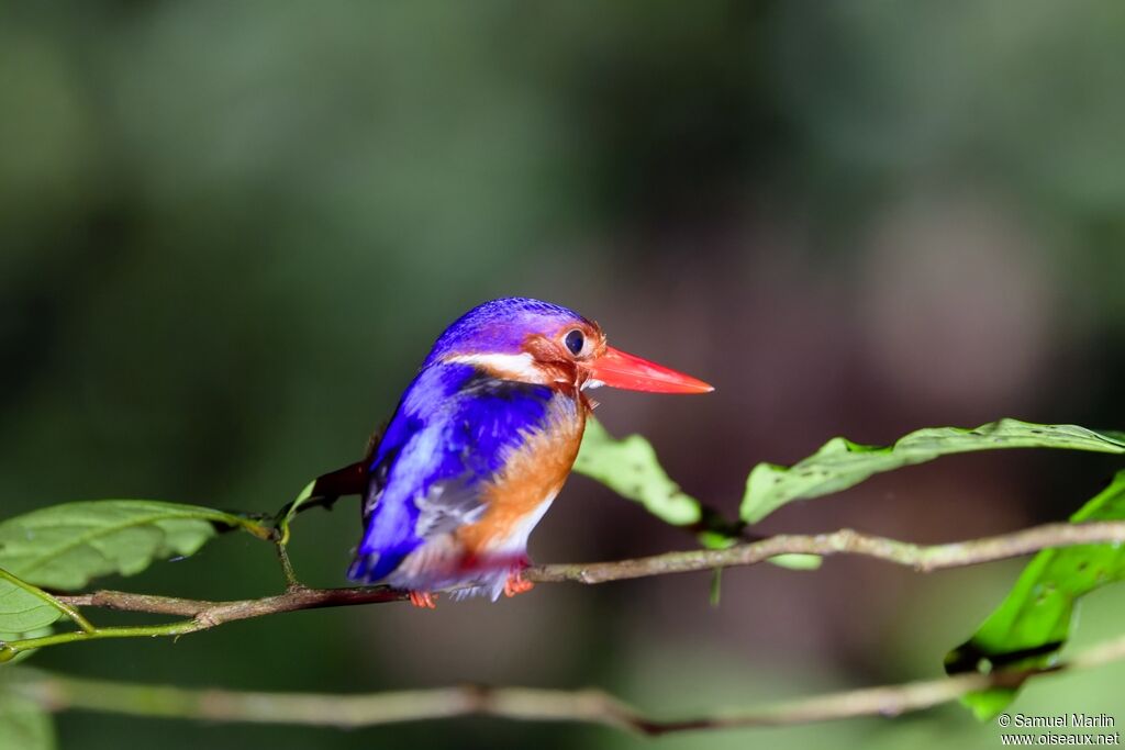 Martin-pêcheur à ventre blanc