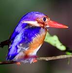 Martin-pêcheur à ventre blanc