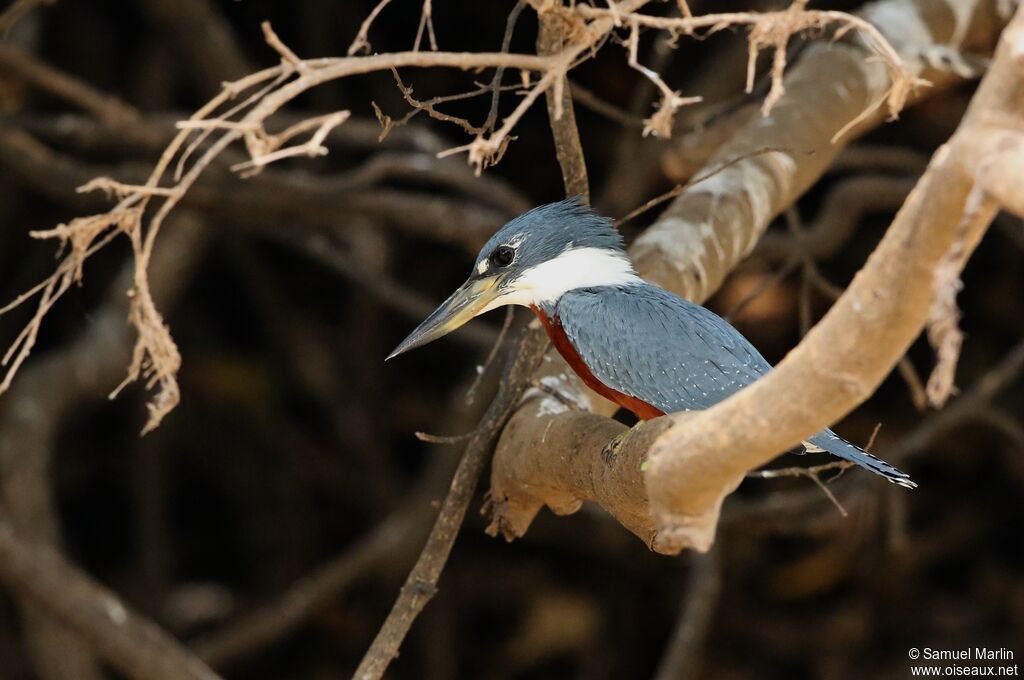 Ringed Kingfisheradult