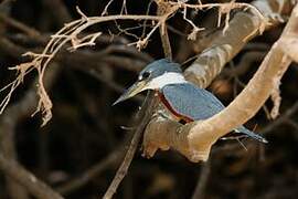 Ringed Kingfisher