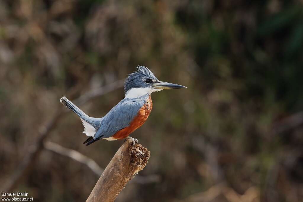 Martin-pêcheur à ventre roux mâle adulte, identification