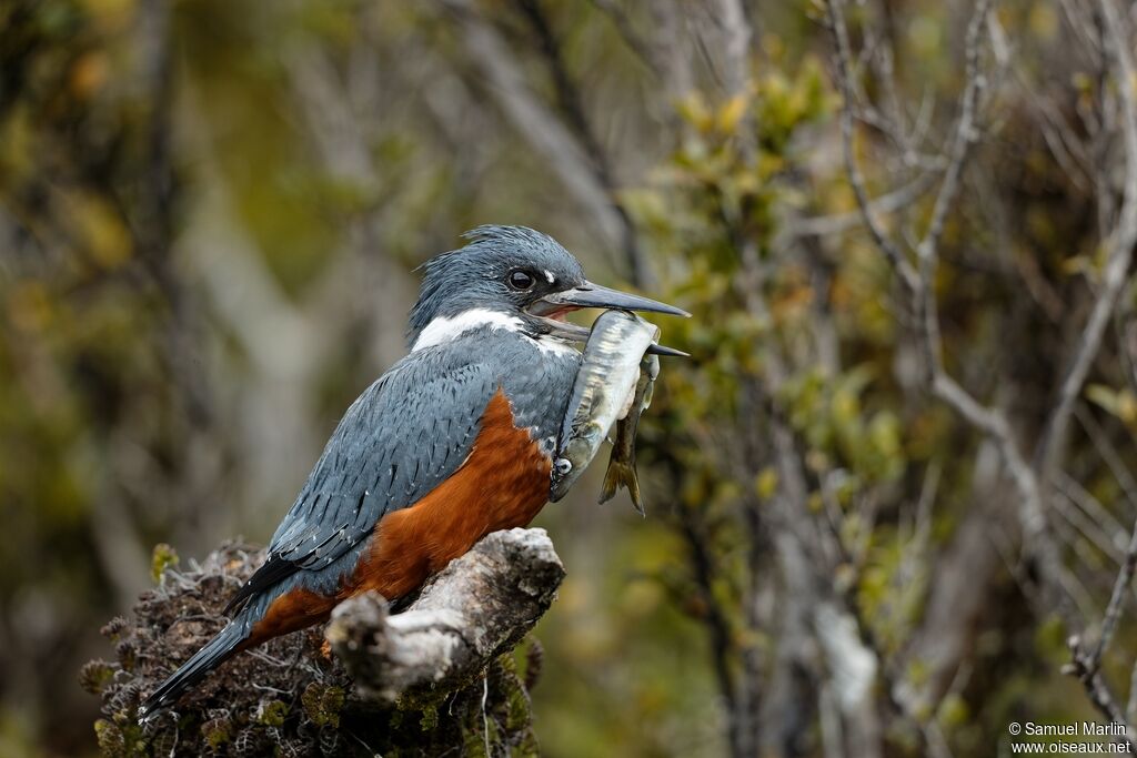 Ringed Kingfisher