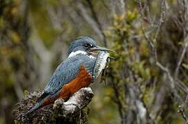 Ringed Kingfisher