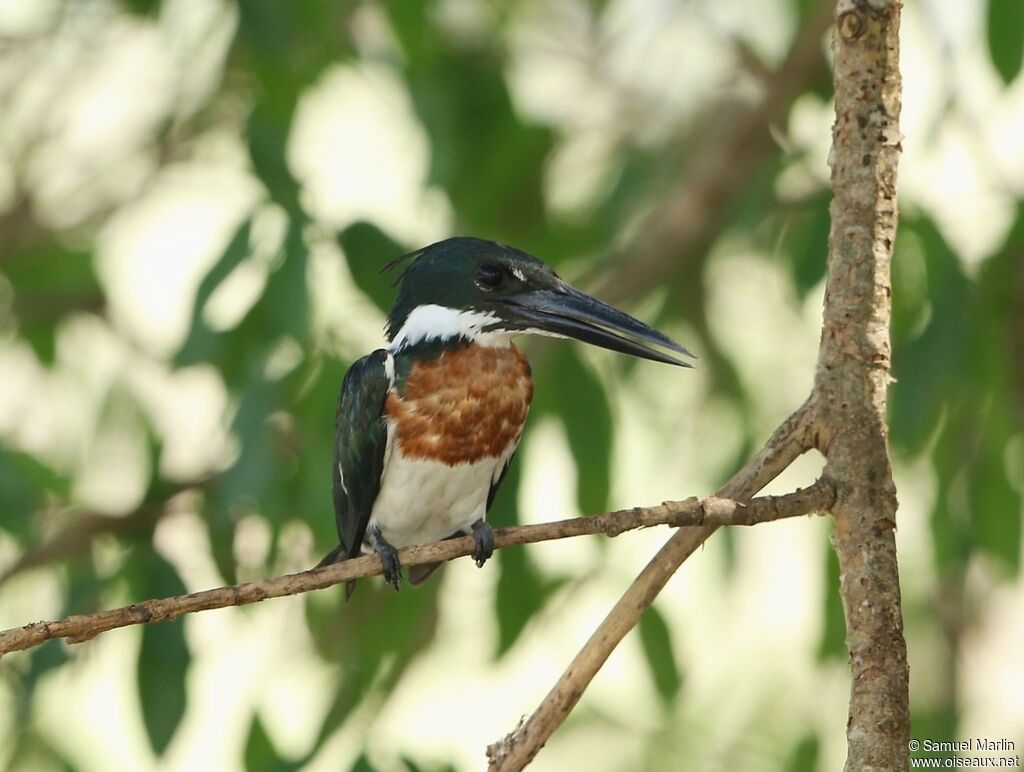 Martin-pêcheur d'Amazonie mâle adulte