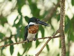 Amazon Kingfisher