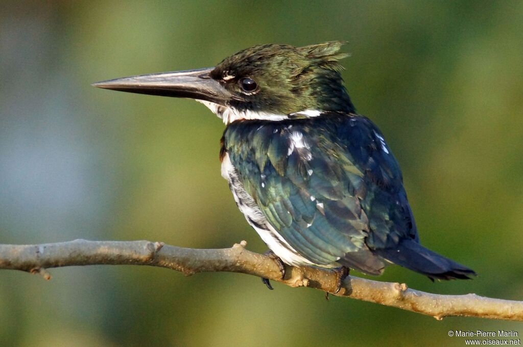 Martin-pêcheur d'Amazonie mâle adulte