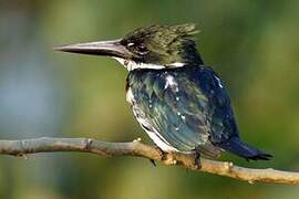 Amazon Kingfisher