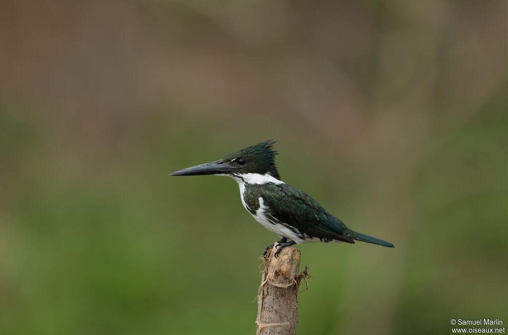 Martin-pêcheur d'Amazonie