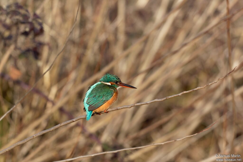 Common Kingfisher male adult