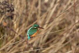 Common Kingfisher