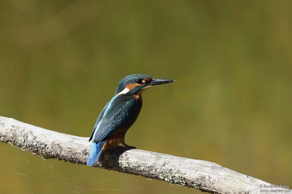 Common Kingfisheradult