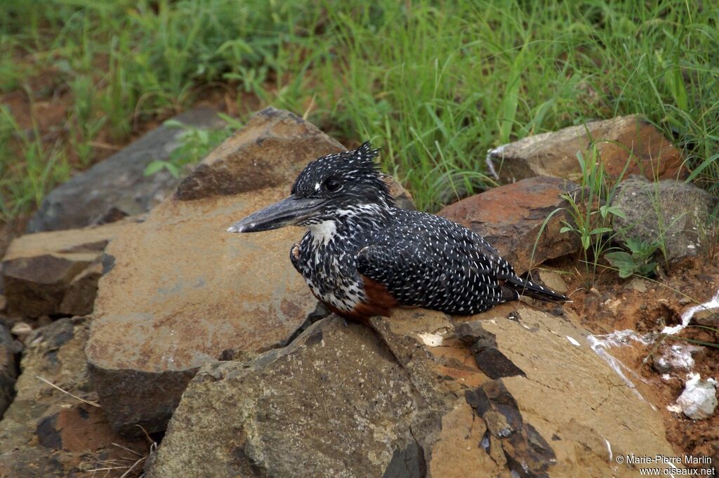 Giant Kingfisheradult