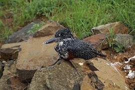 Giant Kingfisher