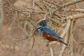 Giant Kingfisher