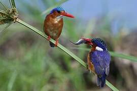 Malachite Kingfisher