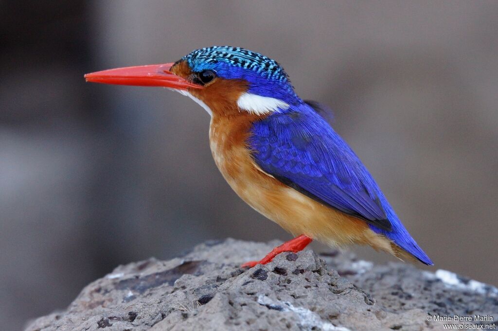 Malachite Kingfisheradult