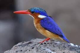 Malachite Kingfisher