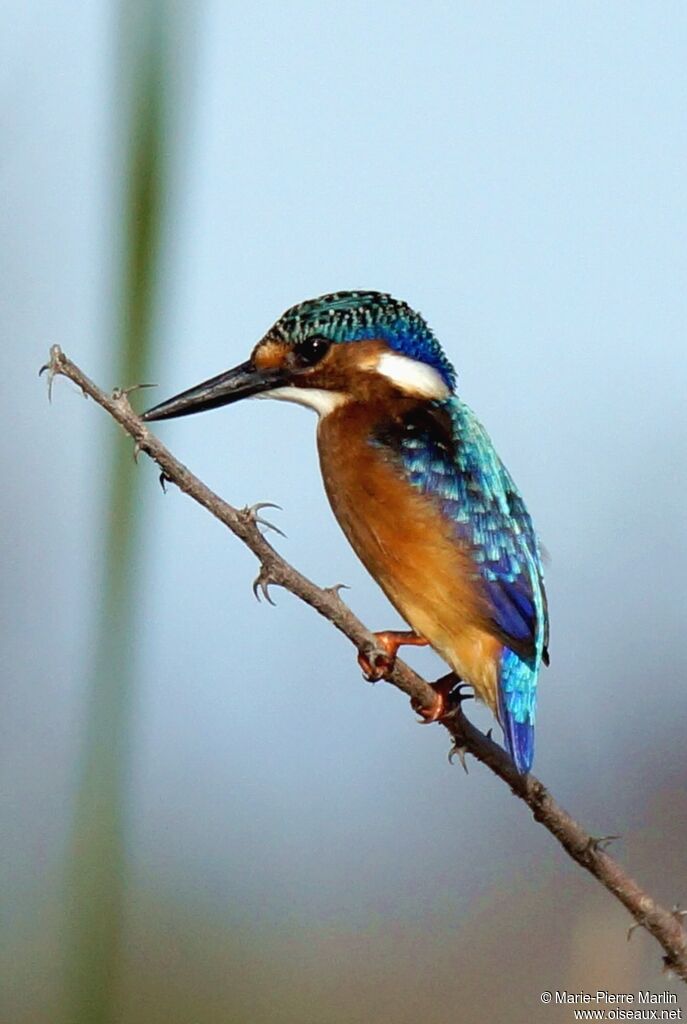 Martin-pêcheur huppéimmature