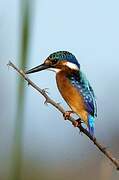 Malachite Kingfisher