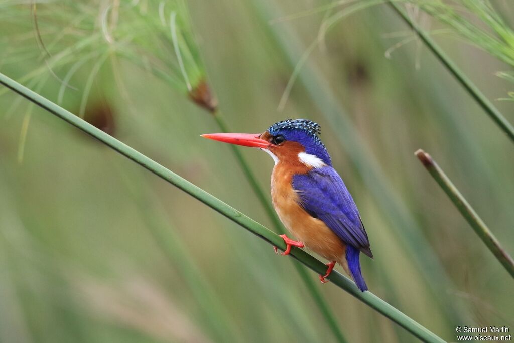 Malachite Kingfisheradult