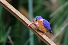 Malachite Kingfisher