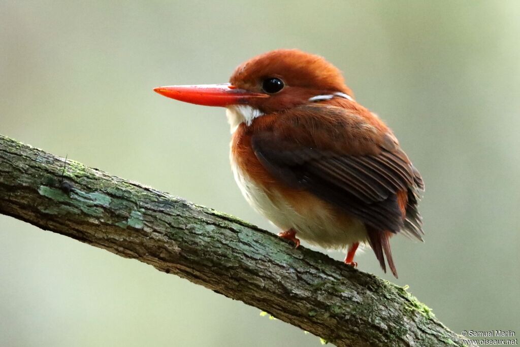 Madagascan Pygmy Kingfisheradult