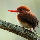 Martin-pêcheur malgache
